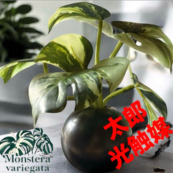 光触媒　人工観葉植物　ウォールグリーン　フェイクグリーン　バンブーツリー210 人工観葉植物 光触媒 バンブー 竹 210cm 【 光触媒 フェイク