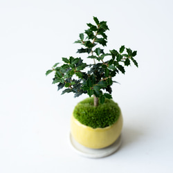 ヒイラギ：香り姫｜檸檬のうつわ 5枚目の画像