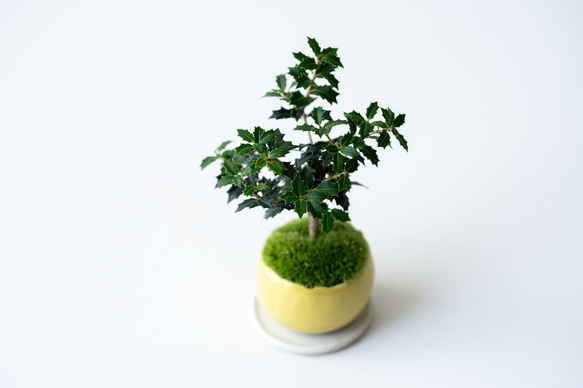 ヒイラギ：香り姫｜檸檬のうつわ 5枚目の画像