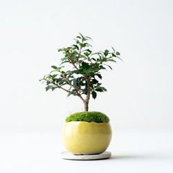 ヒイラギ：香り姫｜檸檬のうつわ 2枚目の画像