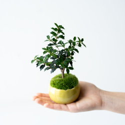 ヒイラギ：香り姫｜檸檬のうつわ 1枚目の画像