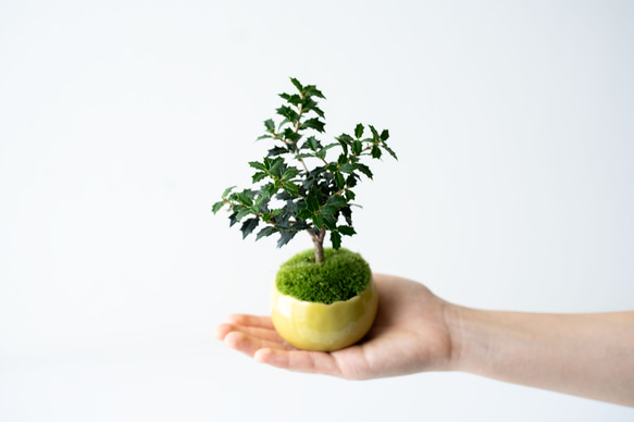 ヒイラギ：香り姫｜檸檬のうつわ 1枚目の画像