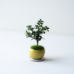 ヒイラギ：香り姫｜檸檬のうつわ 4枚目の画像