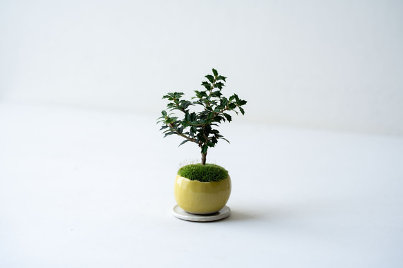 ヒイラギ：香り姫｜檸檬のうつわ 4枚目の画像