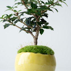 ヒイラギ：香り姫｜檸檬のうつわ 7枚目の画像