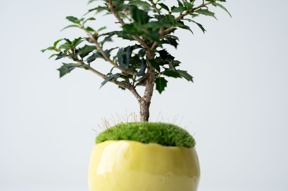 ヒイラギ：香り姫｜檸檬のうつわ 7枚目の画像