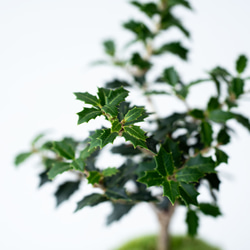 ヒイラギ：香り姫｜檸檬のうつわ 6枚目の画像