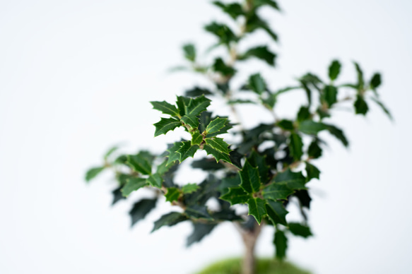 ヒイラギ：香り姫｜檸檬のうつわ 6枚目の画像