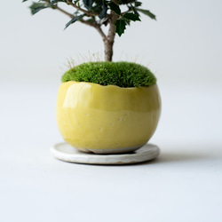 ヒイラギ：香り姫｜檸檬のうつわ 8枚目の画像