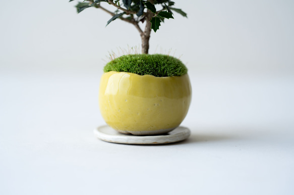 ヒイラギ：香り姫｜檸檬のうつわ 8枚目の画像