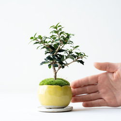 ヒイラギ：香り姫｜檸檬のうつわ 3枚目の画像