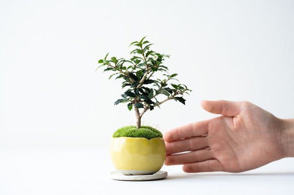 ヒイラギ：香り姫｜檸檬のうつわ 3枚目の画像