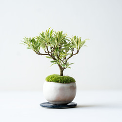 キンズのミニ盆栽｜結晶のうつわ 盆栽 Sekibokka 通販 10913424