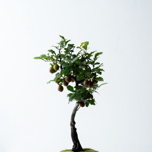 ‼️展示会出品可能‼️老爺柿盆栽‼️ 　　　‼️再値下げ‼️ 展示会出品可能‼️老爺柿盆栽‼️ ‼️再値下げ‼️ - メルカリ