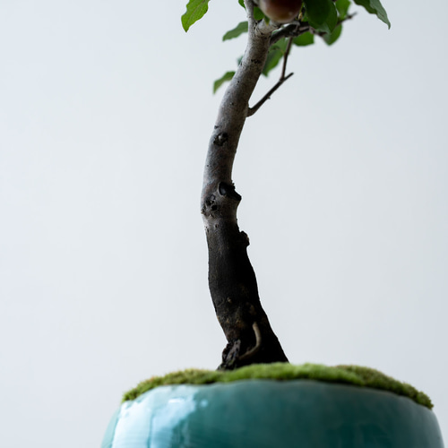 老爺柿｜氷青のうつわ 盆栽 Sekibokka 通販 19846485｜Creema(クリーマ)