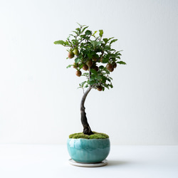 老爺柿｜氷青のうつわ 盆栽 Sekibokka 通販 19846485｜Creema(クリーマ)
