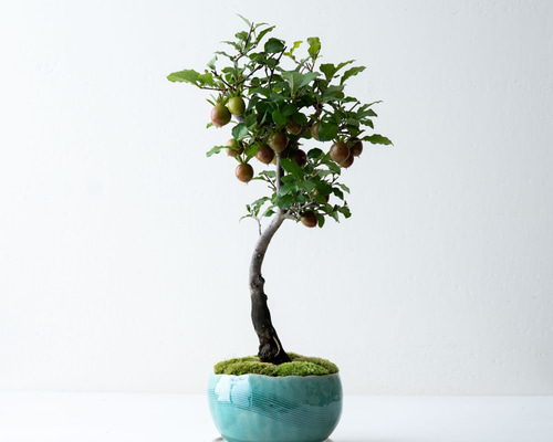 老爺柿｜氷青のうつわ 盆栽 Sekibokka 通販 19846485｜Creema(クリーマ)