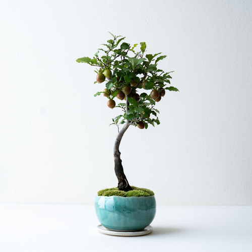 老爺柿｜氷青のうつわ 盆栽 Sekibokka 通販 19846485｜Creema(クリーマ)