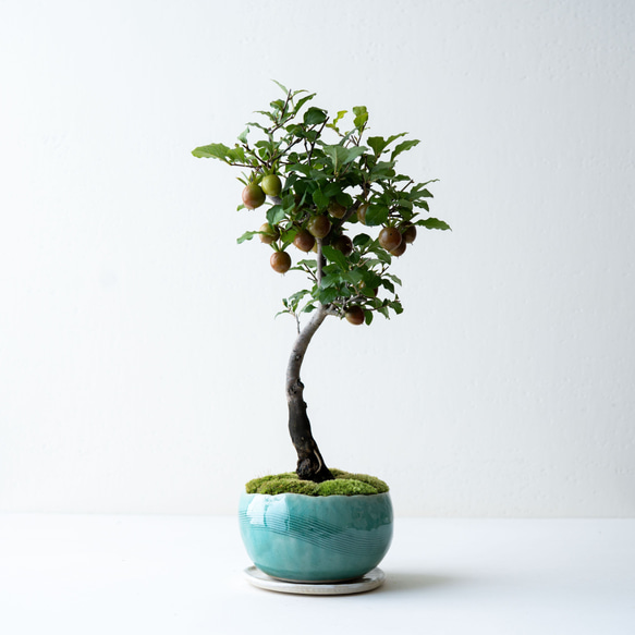 老爺柿｜氷青のうつわ 盆栽 Sekibokka 通販 19846485｜Creema(クリーマ)