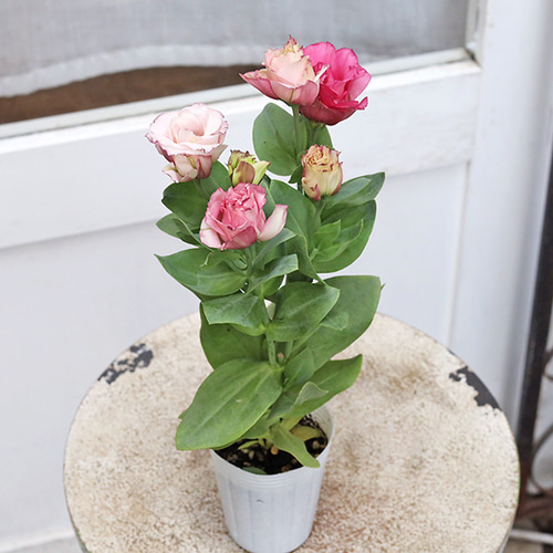 国際展作家「蘭とトルコ桔梗」ル・サロン入/植物画/D・リトグラフ/安野光雅の影 国際展作家「蘭とトルコ桔梗」ル・サロン入/植物画/D・リトグラフ/安野