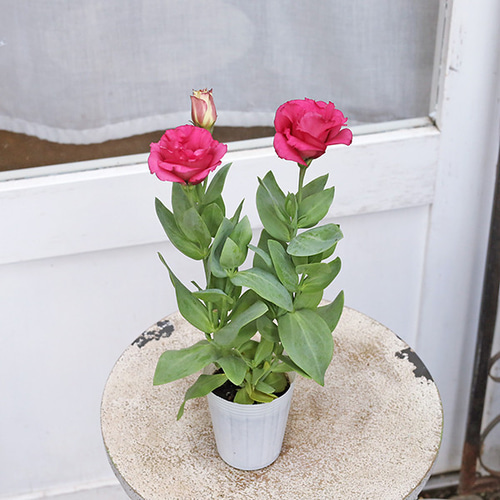 花苗 八重咲き トルコキキョウ ラフールレッドスター 2.5号 ユーストマ