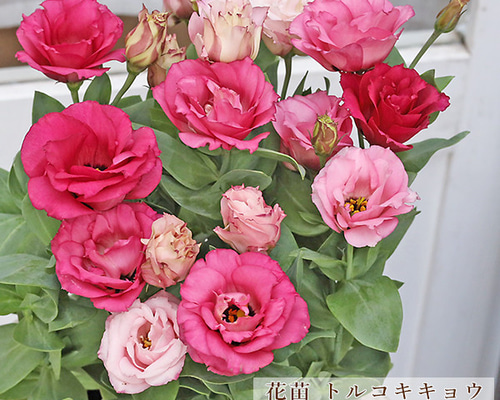 国際展作家「蘭とトルコ桔梗」ル・サロン入/植物画/D・リトグラフ/安野光雅の影 国際展作家「蘭とトルコ桔梗」ル・サロン入/植物画/D・リトグラフ/安野