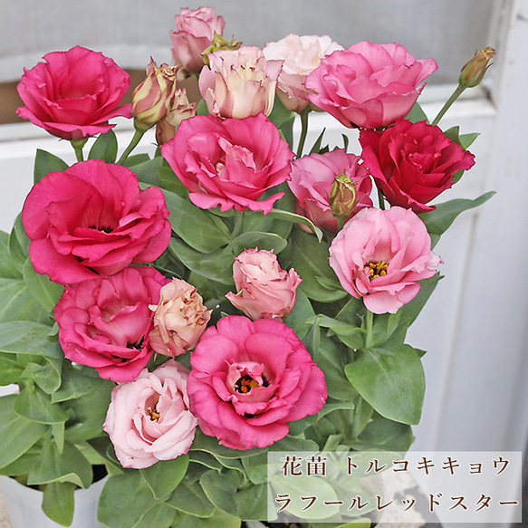 値引きセール 花苗 八重咲き トルコキキョウ ラフールレッドスター 2.5