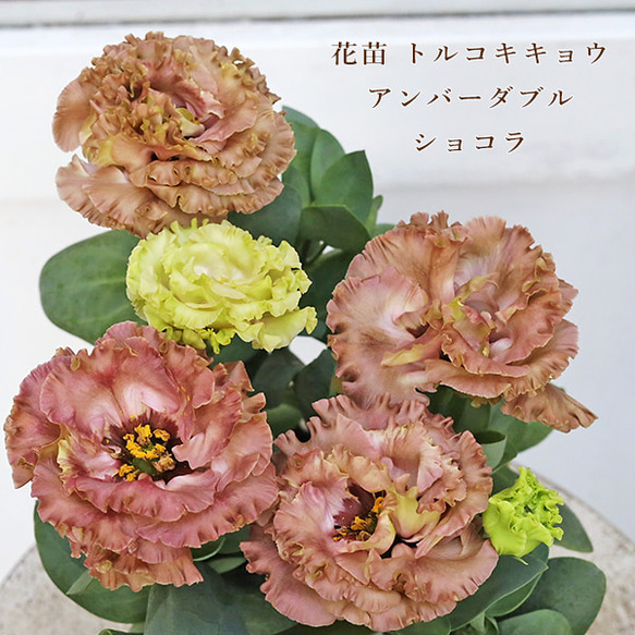 ヤンちゃん様専用 トルコキキョウ ユーストマ苗 【公式通販】