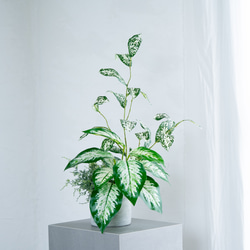 SALE】シンボルツリーにも♡常緑エニシダの春らしい寄せ植え 多肉植物