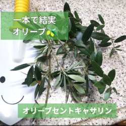 サマーポインセチア種♡90粒以上 多肉植物 黄色いスコップ 通販
