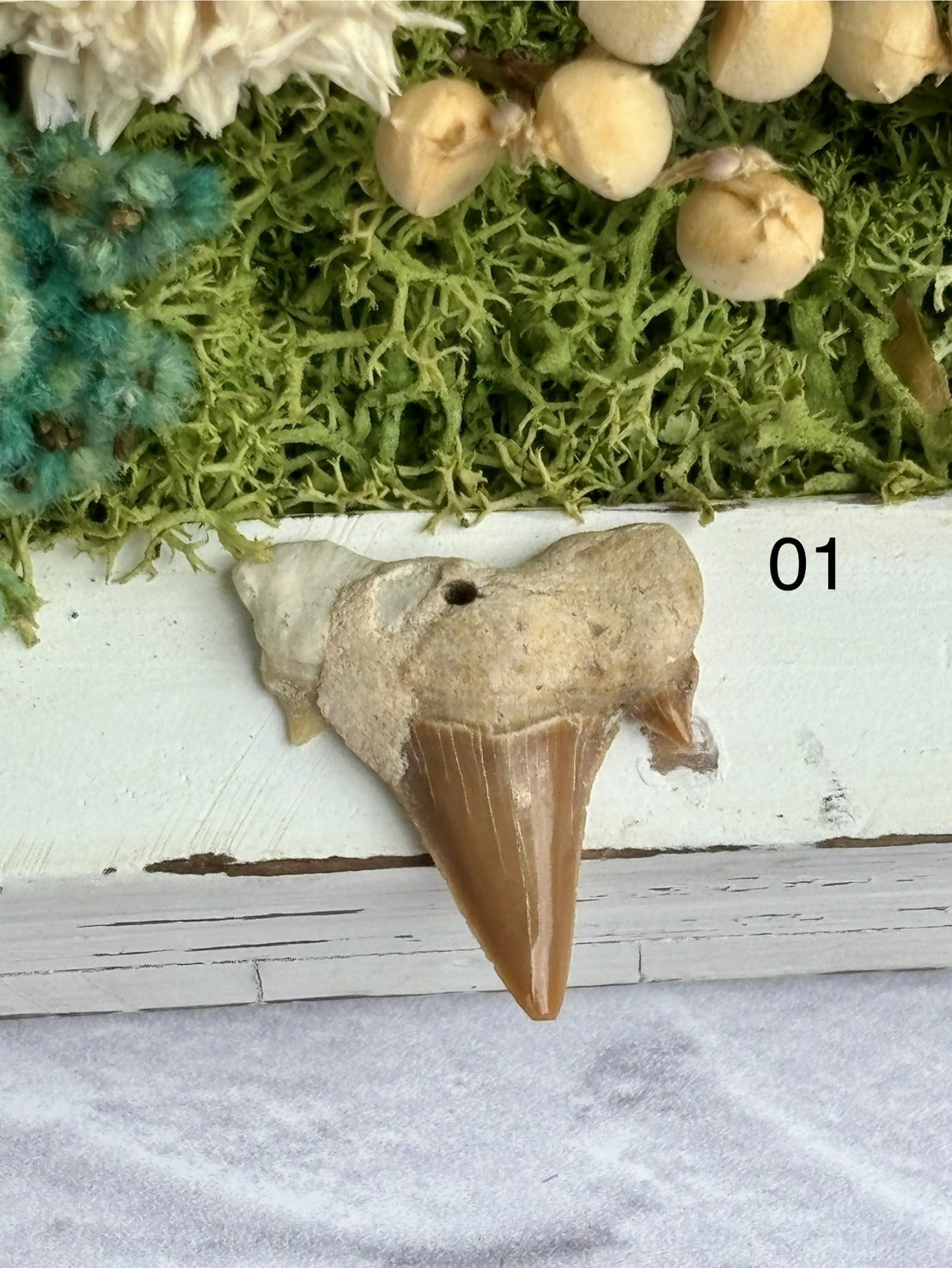 サメの歯の化石 穴あき アクセサリーパーツ (01か02のどちらか1つ) 天然石 天然色