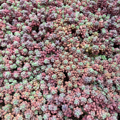 パープルヘイズ ストロベリーカラー セダム 多肉植物 多肉植物