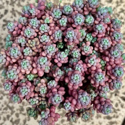 多肉植物 セダム トリカラー  抜き苗♡ 多肉植物 セダム トリカラー 抜き苗♡ ☆セダム・トリカラー