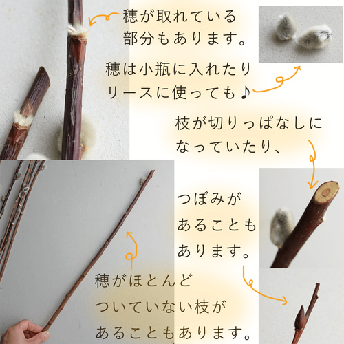 大枝 長さ50～80cm】 ドライフラワー 穂付き ネコヤナギ ( 猫柳