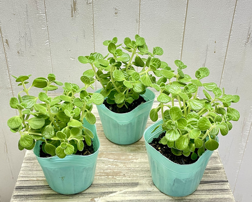 お得 アロマティカス 3ポットセット 香り楽しむ可愛い多肉ハーブ 観葉