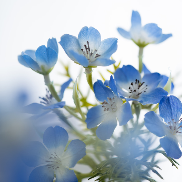 （水換え不要）ネモフィラの小瓶挿し　 3枚目の画像