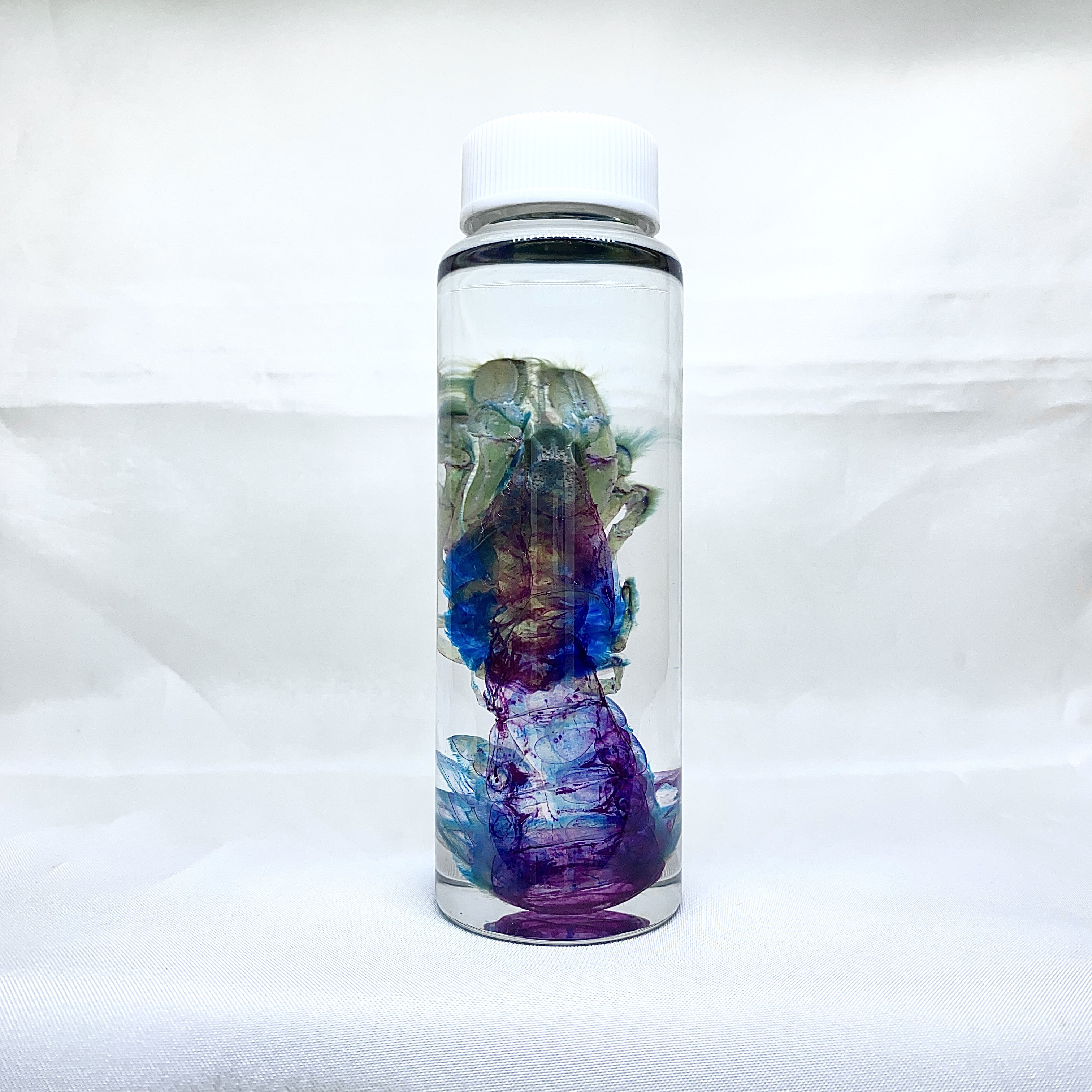 透明標本　アナジャコ