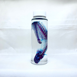 スッポン　透明標本 透明工房 ～生命の華～ ☆透明標本 製作・販売 学術指導☆