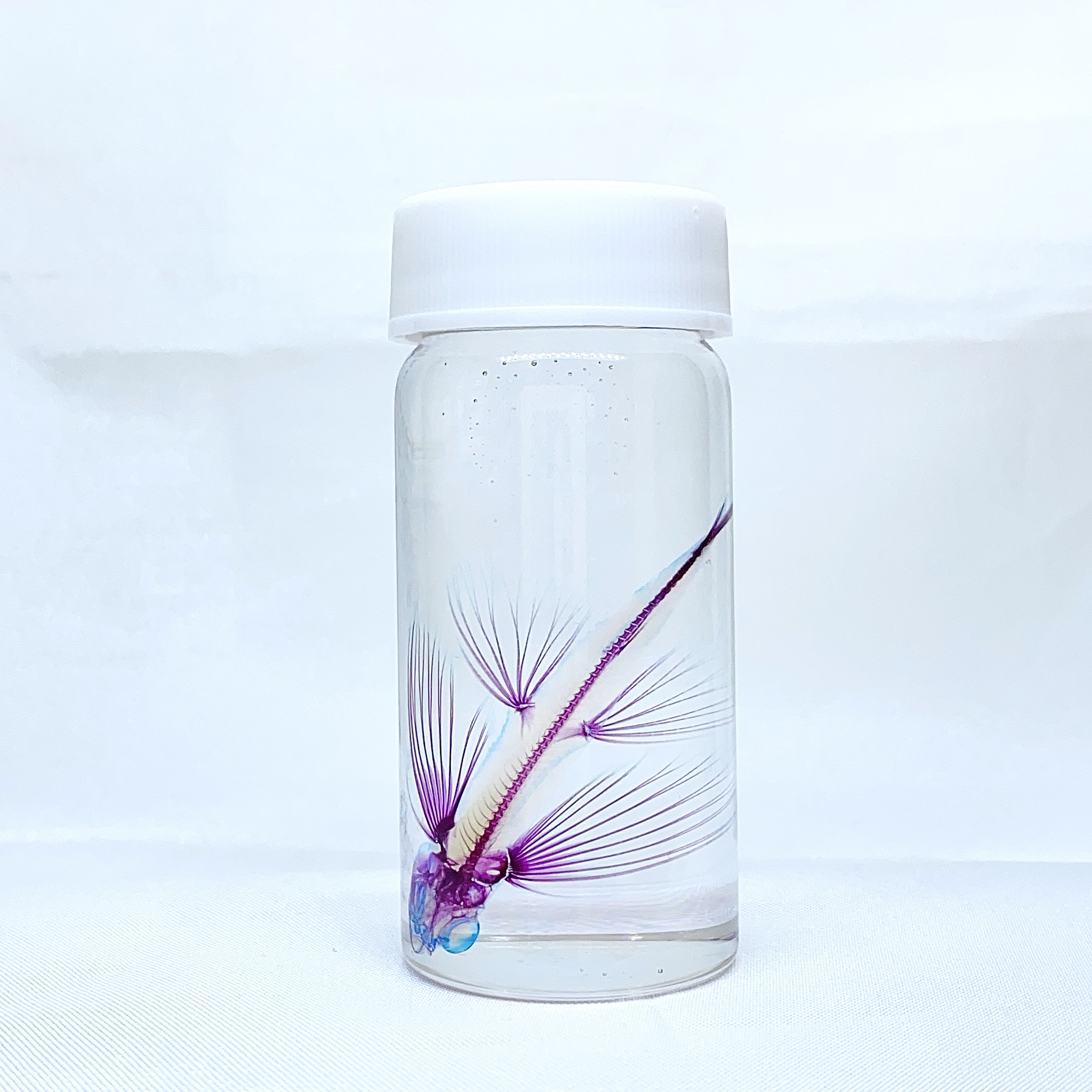 透明標本　ニノジトビウオ 5,680円