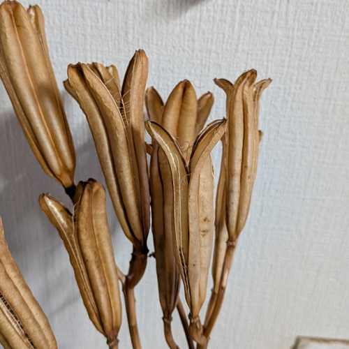 ユリ殻ードライフラワー3本セット その他素材 石と花 通販 19849985