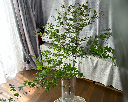 生花　ミヤマドウダン切り枝　160cm×1本規格品‼️ 生花]ミヤマドウダン切り枝❗️120〜130cm×1本規格‼️✨ アート