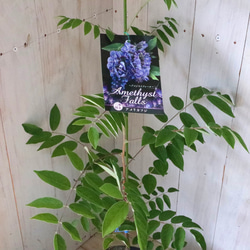 二季咲き♡アメリカフジ♡アメジストフォール♡フルテスケンス♡フジ♡ 4枚目の画像