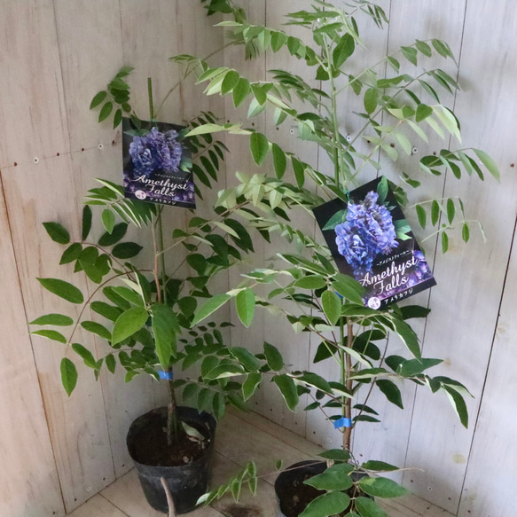 二季咲き♡アメリカフジ♡アメジストフォール♡フルテスケンス♡フジ♡ 1枚目の画像