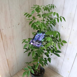 二季咲き♡アメリカフジ♡アメジストフォール♡フルテスケンス♡フジ♡ 9枚目の画像