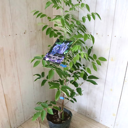 二季咲き♡アメリカフジ♡アメジストフォール♡フルテスケンス♡フジ♡ 12枚目の画像