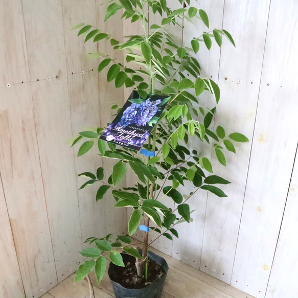 二季咲き♡アメリカフジ♡アメジストフォール♡フルテスケンス♡フジ♡ 12枚目の画像