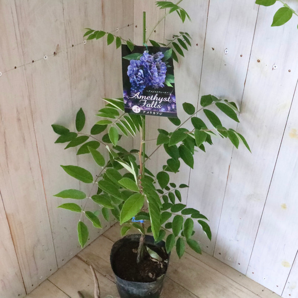 二季咲き♡アメリカフジ♡アメジストフォール♡フルテスケンス♡フジ♡ 2枚目の画像