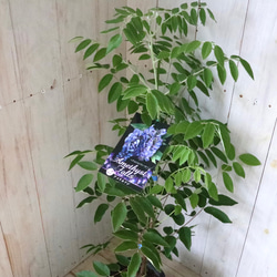 二季咲き♡アメリカフジ♡アメジストフォール♡フルテスケンス♡フジ♡ 8枚目の画像