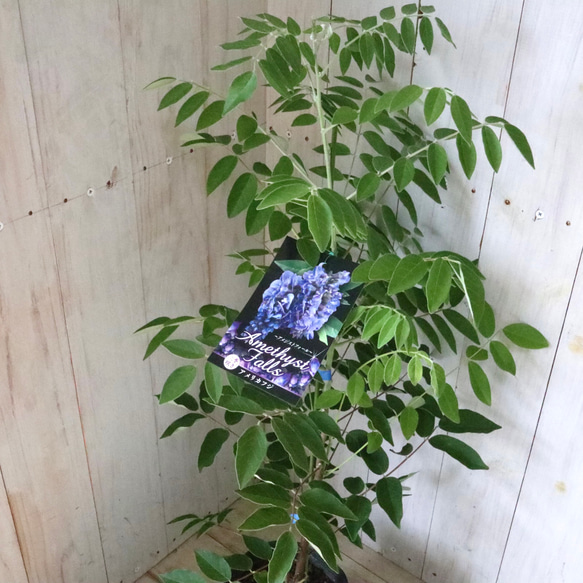 二季咲き♡アメリカフジ♡アメジストフォール♡フルテスケンス♡フジ♡ 8枚目の画像