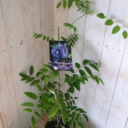 二季咲き♡アメリカフジ♡アメジストフォール♡フルテスケンス♡フジ♡ 3枚目の画像